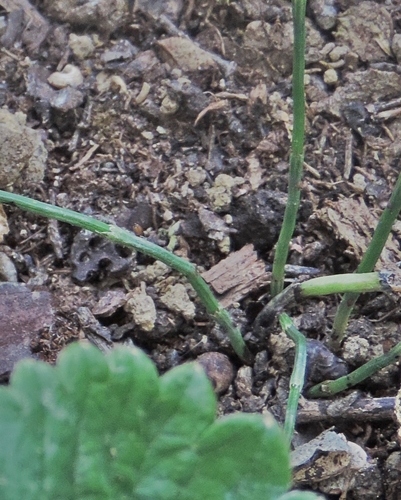 Equisetum sp.